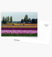 Dutch Tulips in America Postcards
