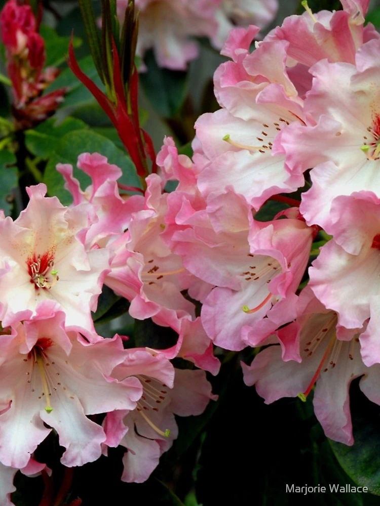 Thumbnail 4 of 4, iPhone Case, A Perfect Spring Rhododendron designed and sold by Marjorie Wallace.