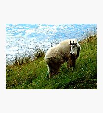 Mountain Goat Photographic Print