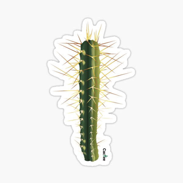 Trichocereus Bridgesii Sticker