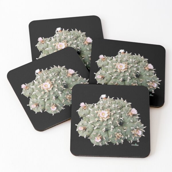 Item preview, Lophophora Williamsii Cluster designed and sold by Cactee.