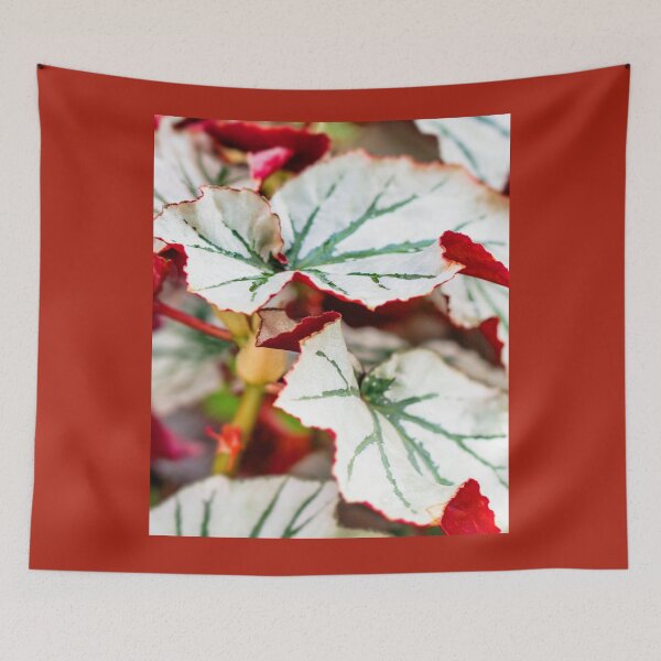 Item preview, Begonia Looking Glass leaf designed and sold by Carolyn's Captures - Original Photohgraphy.
