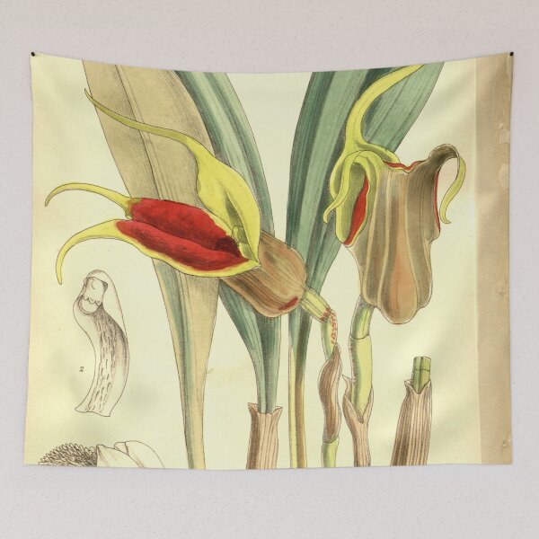 Item preview, Masdevallia elephanticeps Curtis' 128 (Ser. 3 no. 58) pl. 7824 (1902) designed and sold by EsotericBotanic.