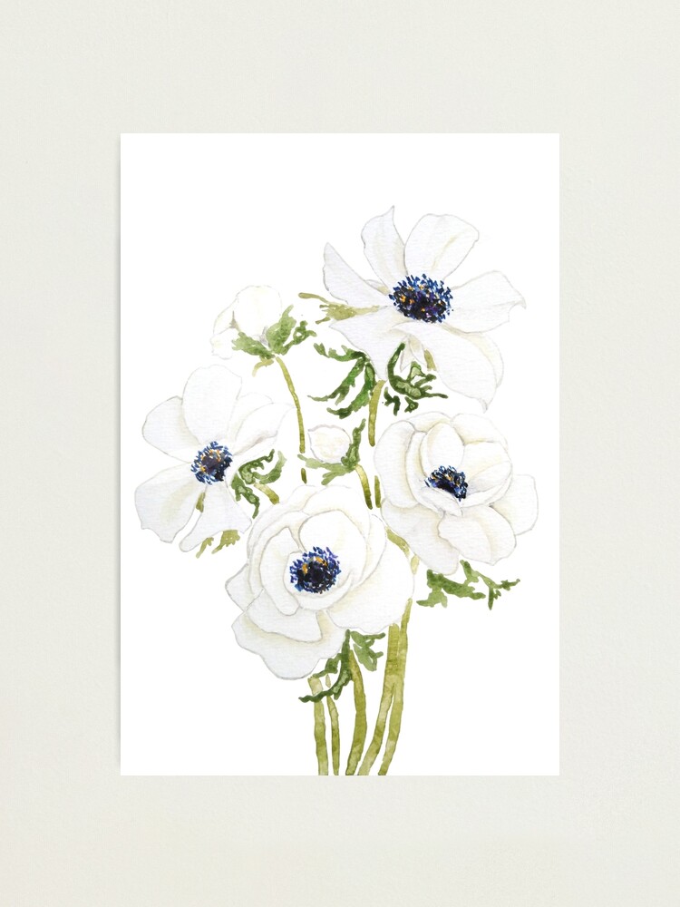 white anemone flower watercolor painting 