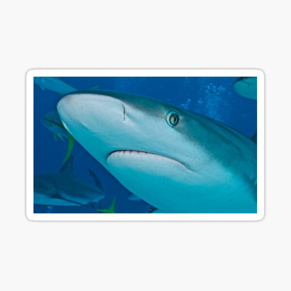 Extreme Shark Close-up! Sticker