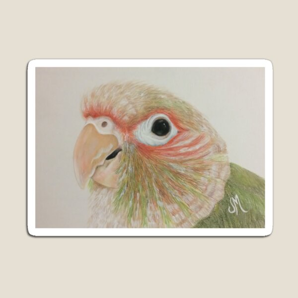 Kijani, the Cinnamon Green Cheek Conure Magnet