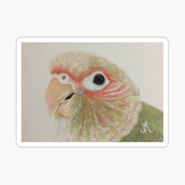 Kijani, the Cinnamon Green Cheek Conure Sticker
