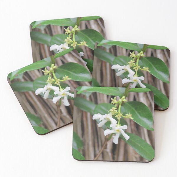 Item preview, Star jasmine up close designed and sold by greentiger1.