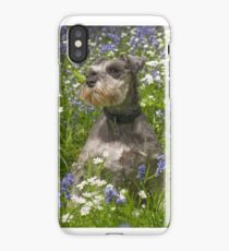 Miniature Schnauzer in Bluebells iPhone Case