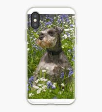 Miniature Schnauzer in Bluebells iPhone Case
