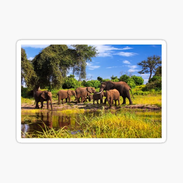 Vista previa del artículo con la obra «Grupo de familia de elefantes Río Chobe Botswana África», diseñado y vendido por PhotosEcosse.