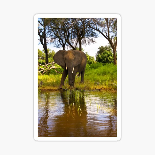 Vista previa del artículo con la obra «Elefante solitario río Chobe Botswana África», diseñado y vendido por PhotosEcosse.