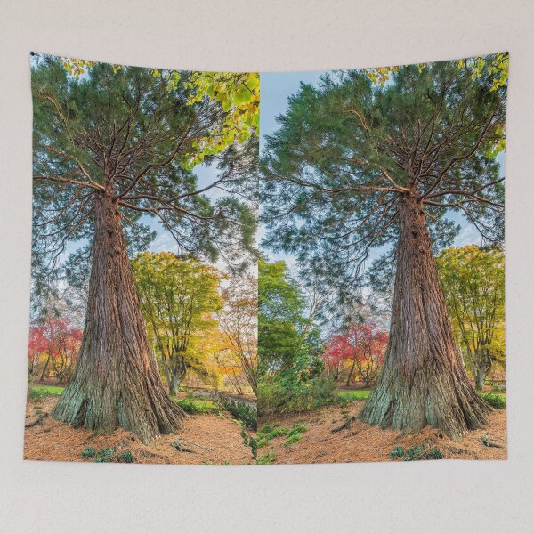 Item preview, Giant Redwood Tree designed and sold by AJEvans.