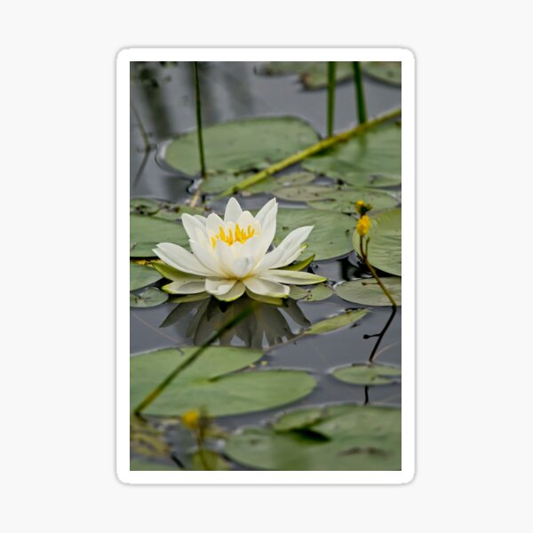 White Waterlily Sticker