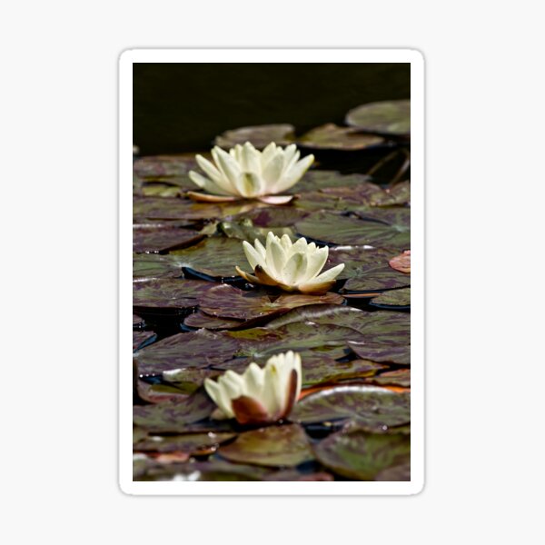 Item preview, White Waterlilies designed and sold by Michael Cummings.