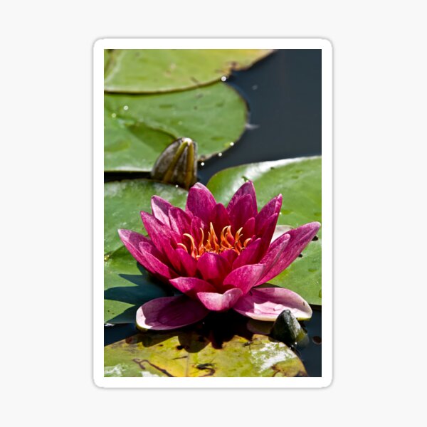 Item preview, Red Waterlily designed and sold by Michael Cummings.
