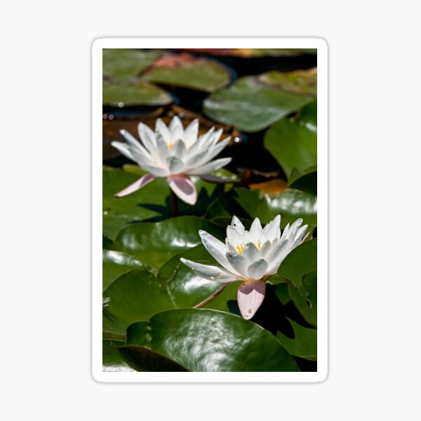 Item preview, White Waterlily designed and sold by Michael Cummings.