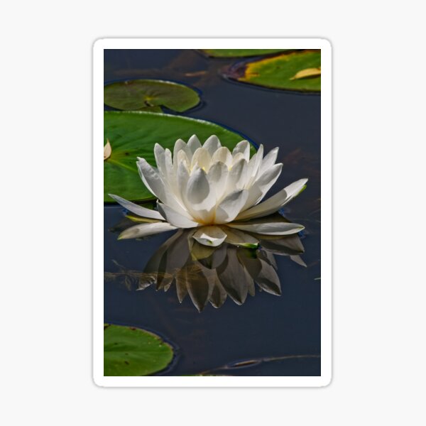 Item preview, White Waterlily designed and sold by Michael Cummings.