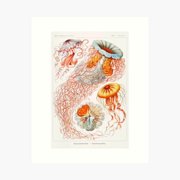 Item preview, JELLYFISH - Ernst haeckel Vintage Green Jellyfish Poster Print designed and sold by gologodesigns.