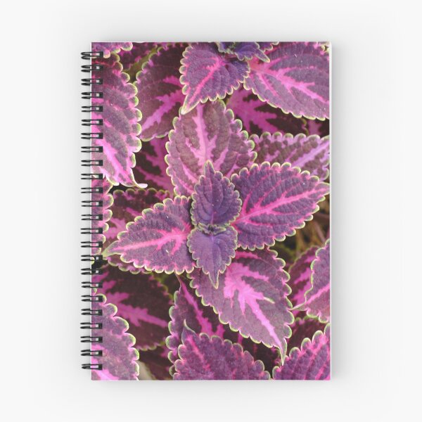 Artikelvorschau, Coleus. entworfen und verkauft von ToTa000shop.