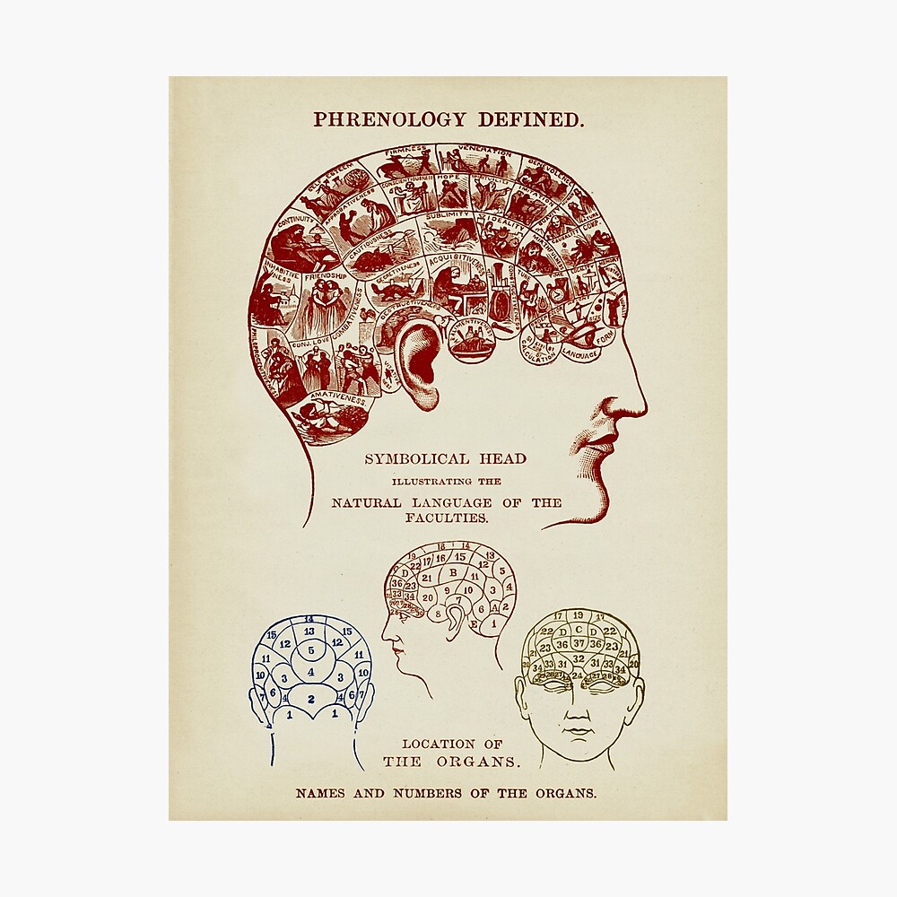 Phrenology Arts, brain anatomy, old symbolical interpretation of