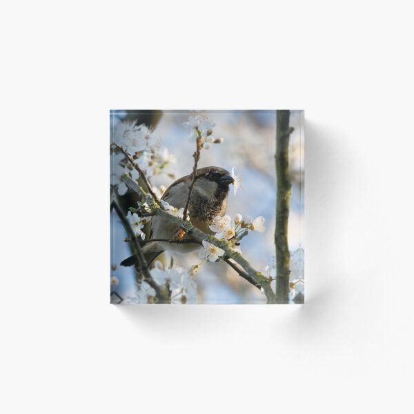 Lucky Bird Acrylic Block