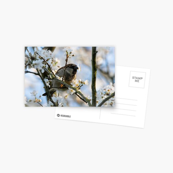 Lucky Bird Postcard