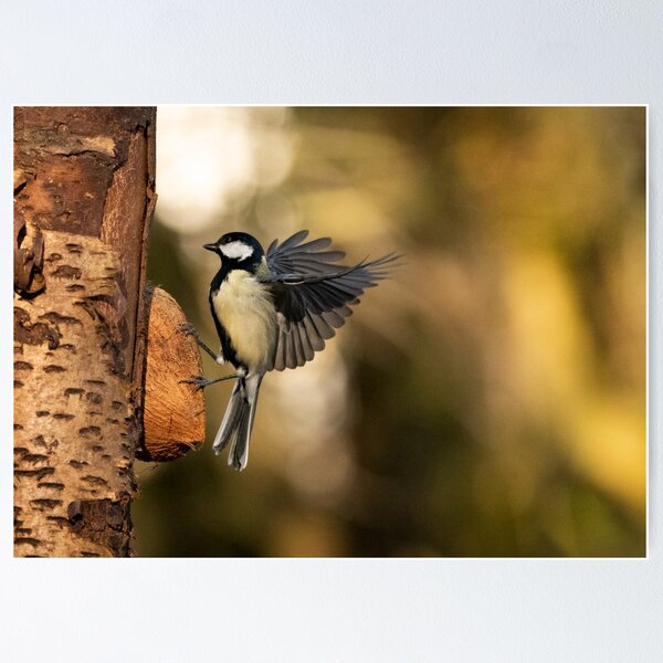 Coming in to land Poster