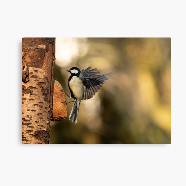 Coming in to land Metal Print