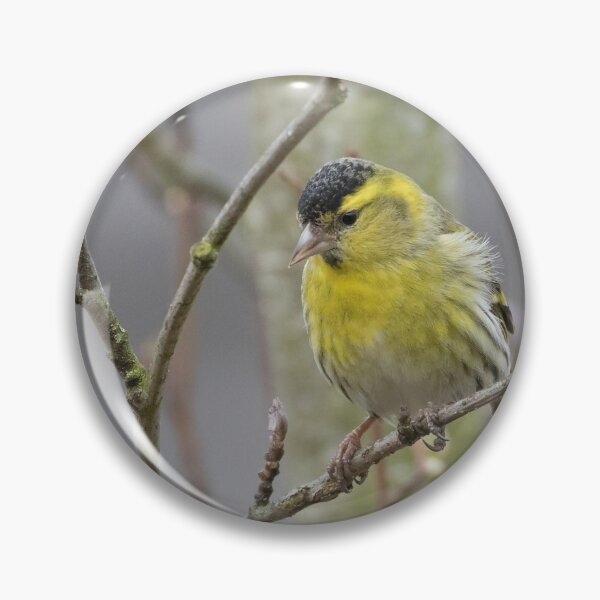 Item preview, Siskin designed and sold by LaurenTucker.