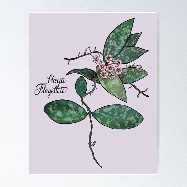 Hoya flagellata ssp. gold Hoya flagellata small Leaf （専用）