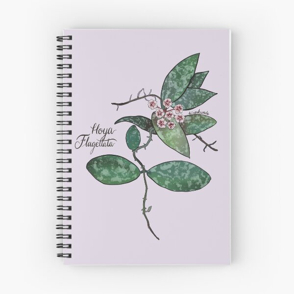 Item preview, Hoya flagellata in bloom designed and sold by Wieskunde.