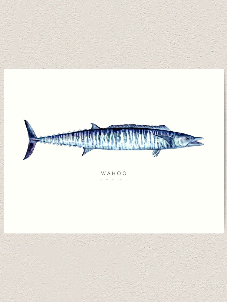 The Wahoo Fish