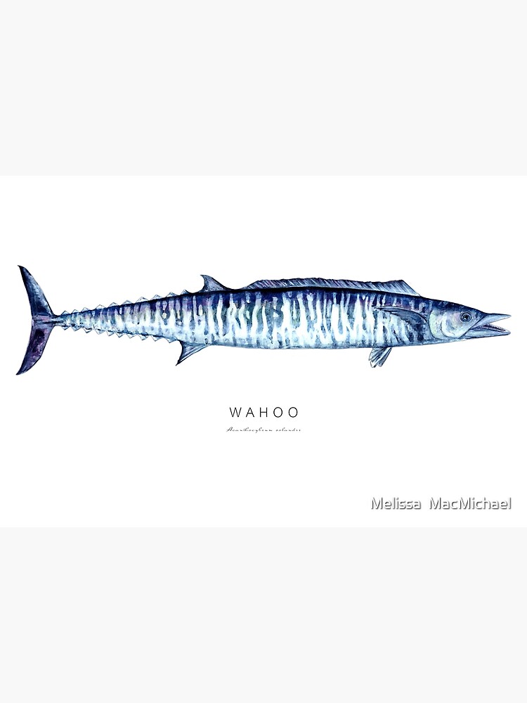 WAHOO (Acanthocybium solandri) Watercolor Fish Art  Photographic