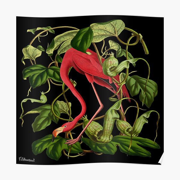 Flamingo Poster