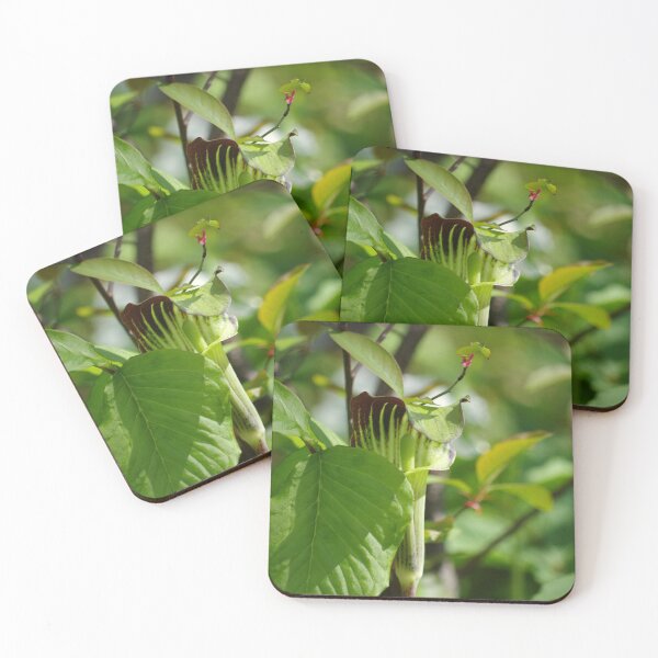 Item preview, Jack in the pulpit #1 designed and sold by silverwheelarts.