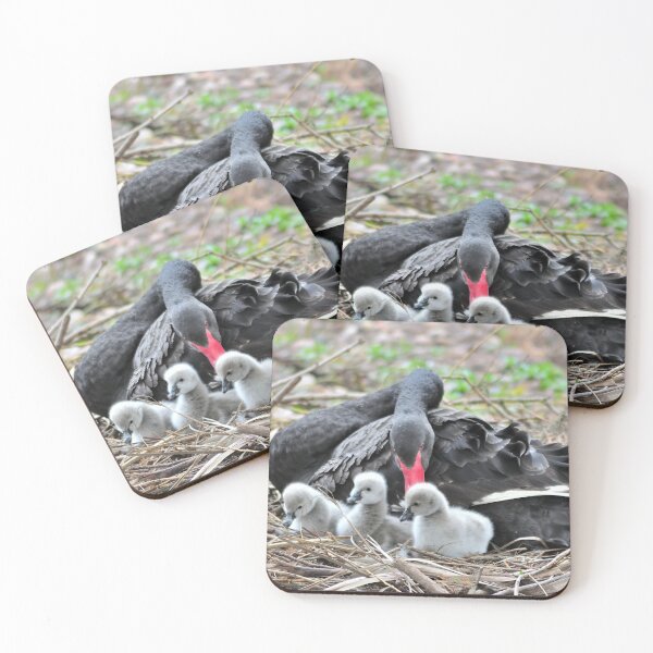 Item preview, Black Swan and cygnets at Dawlish designed and sold by rosiephotos.