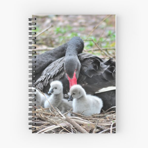 Item preview, Black Swan and cygnets at Dawlish designed and sold by rosiephotos.