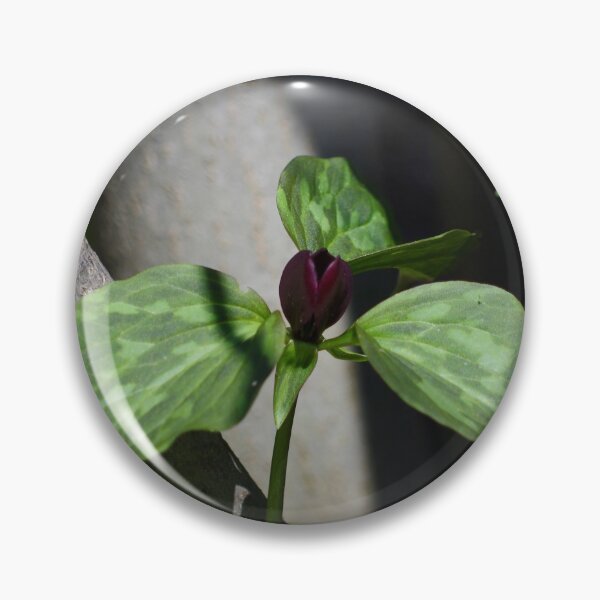 Item preview, Toadshade trillium in a pool of light designed and sold by silverwheelarts.