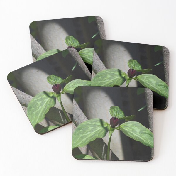 Item preview, Toadshade trillium in a pool of light designed and sold by silverwheelarts.