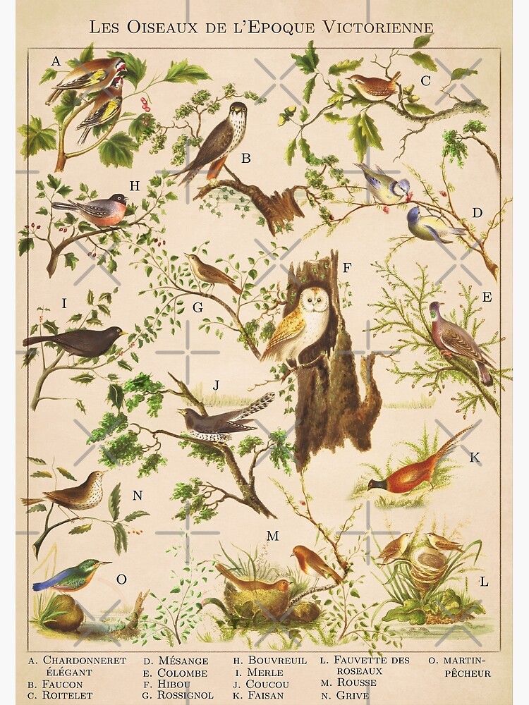 Disover Victorian Birds Fauna Chart Premium Matte Vertical Poster