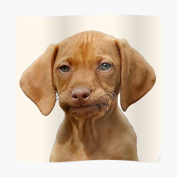 Dog Meme Face Posters Redbubble