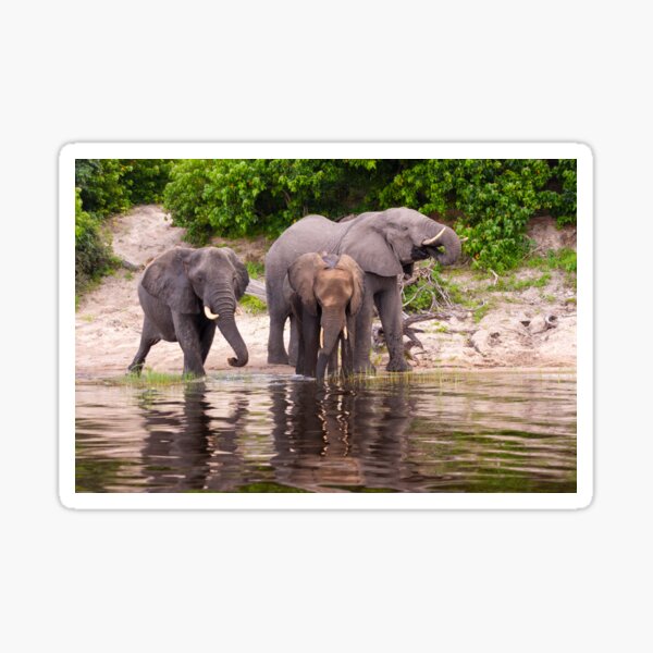 Vista previa del artículo con la obra «Elefantes Río Chobe Botswana África», diseñado y vendido por PhotosEcosse.