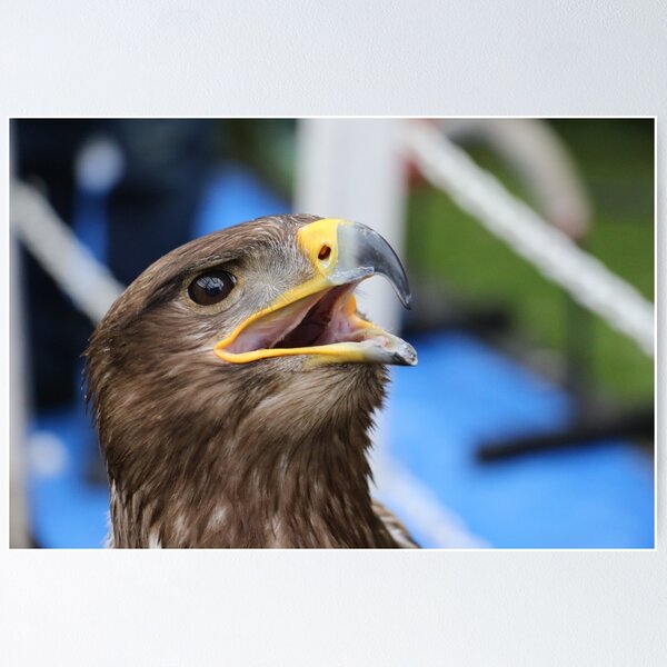  Animal Bird Prey Golden Eagle Head Unframed Wall Art