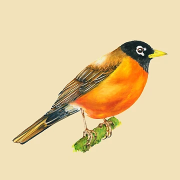 Artwork thumbnail, American Robin  by ColorSplendor