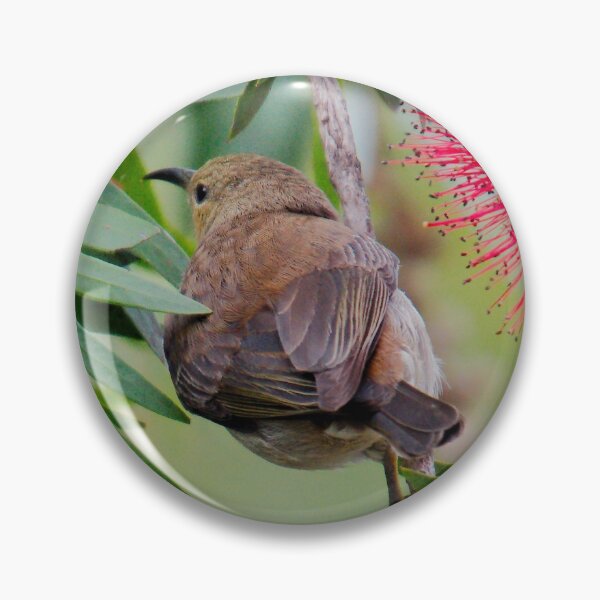 SC ~ HONEYEATER ~ Scarlet Honeyeater 4mLqypBS by David Irwin 230321 Pin