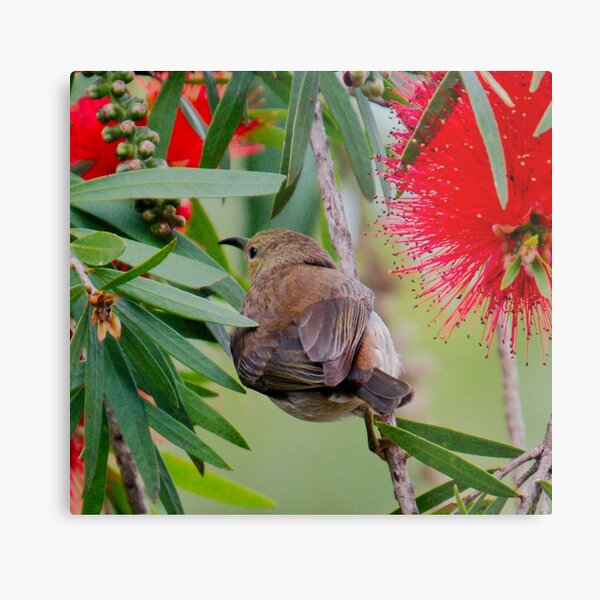 SC ~ HONEYEATER ~ Scarlet Honeyeater 4mLqypBS by David Irwin 230321 Metal Print