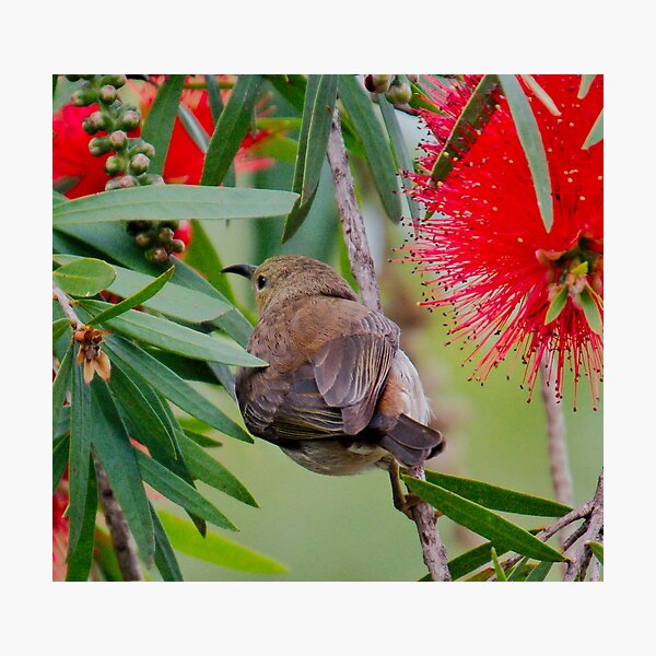 SC ~ HONEYEATER ~ Scarlet Honeyeater 4mLqypBS by David Irwin 230321 Photographic Print