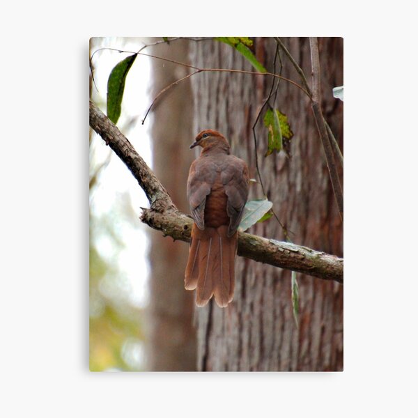 SC ~ DOVE ~ Brown Cuckoo-Dove SABF46HG by David Irwin 230321 Canvas Print