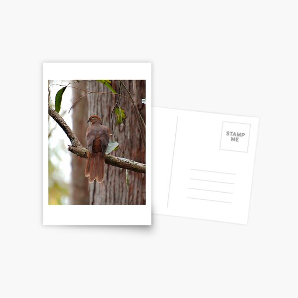 SC ~ DOVE ~ Brown Cuckoo-Dove SABF46HG by David Irwin 230321 Postcard